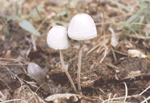 Panaeolus sphinctrinus.gif